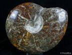 Massive Inch Wide Polished Ammonite Fossil #2984-1